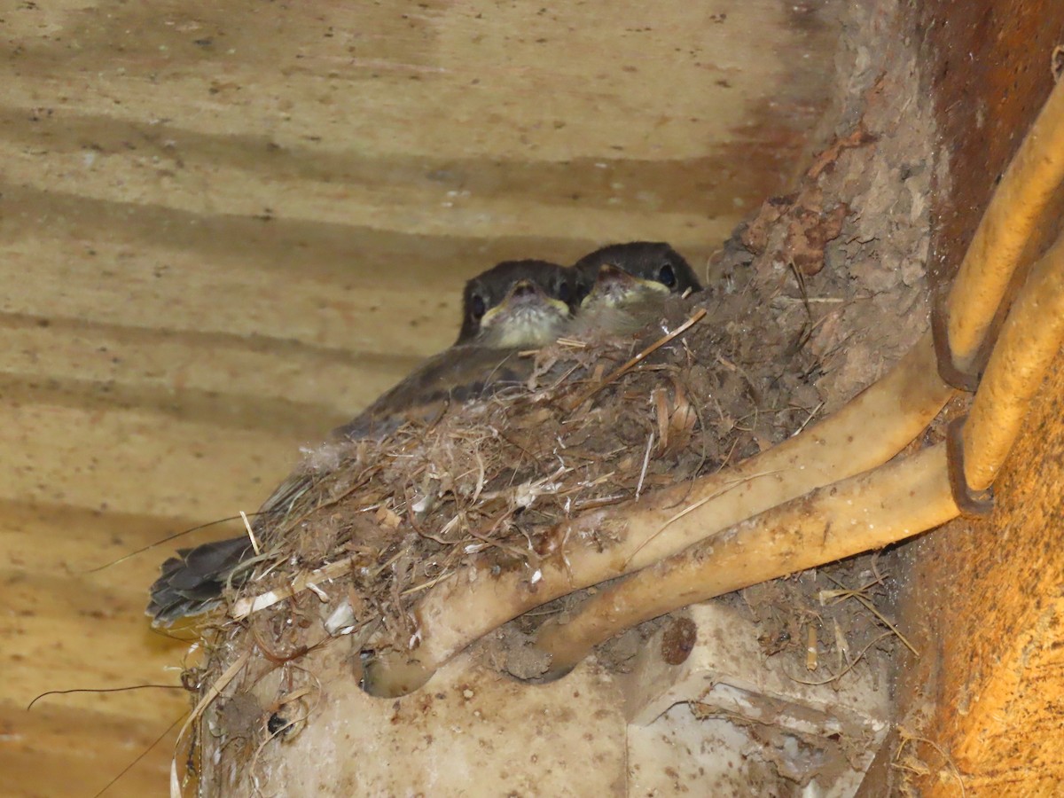 Eastern Phoebe - ML232277381