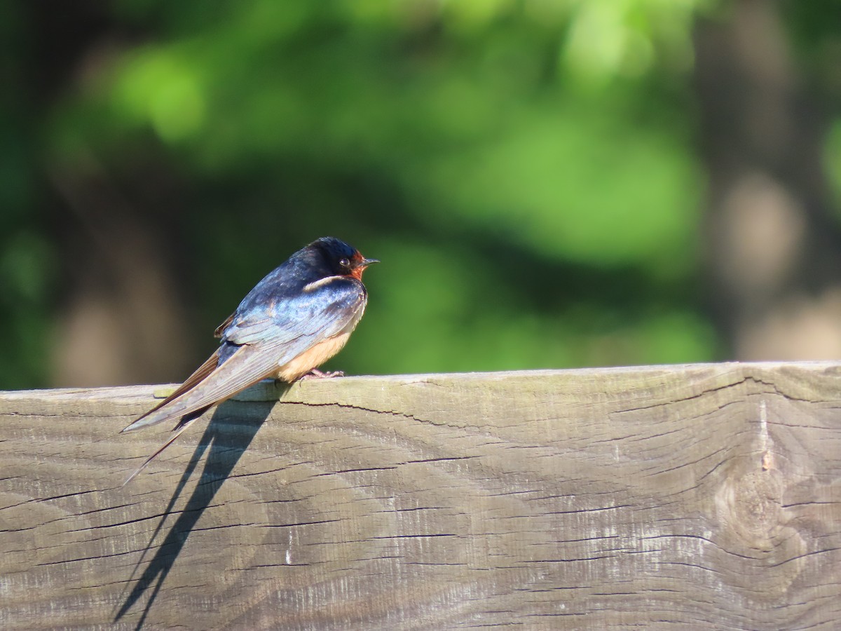 Barn Swallow - ML232277651