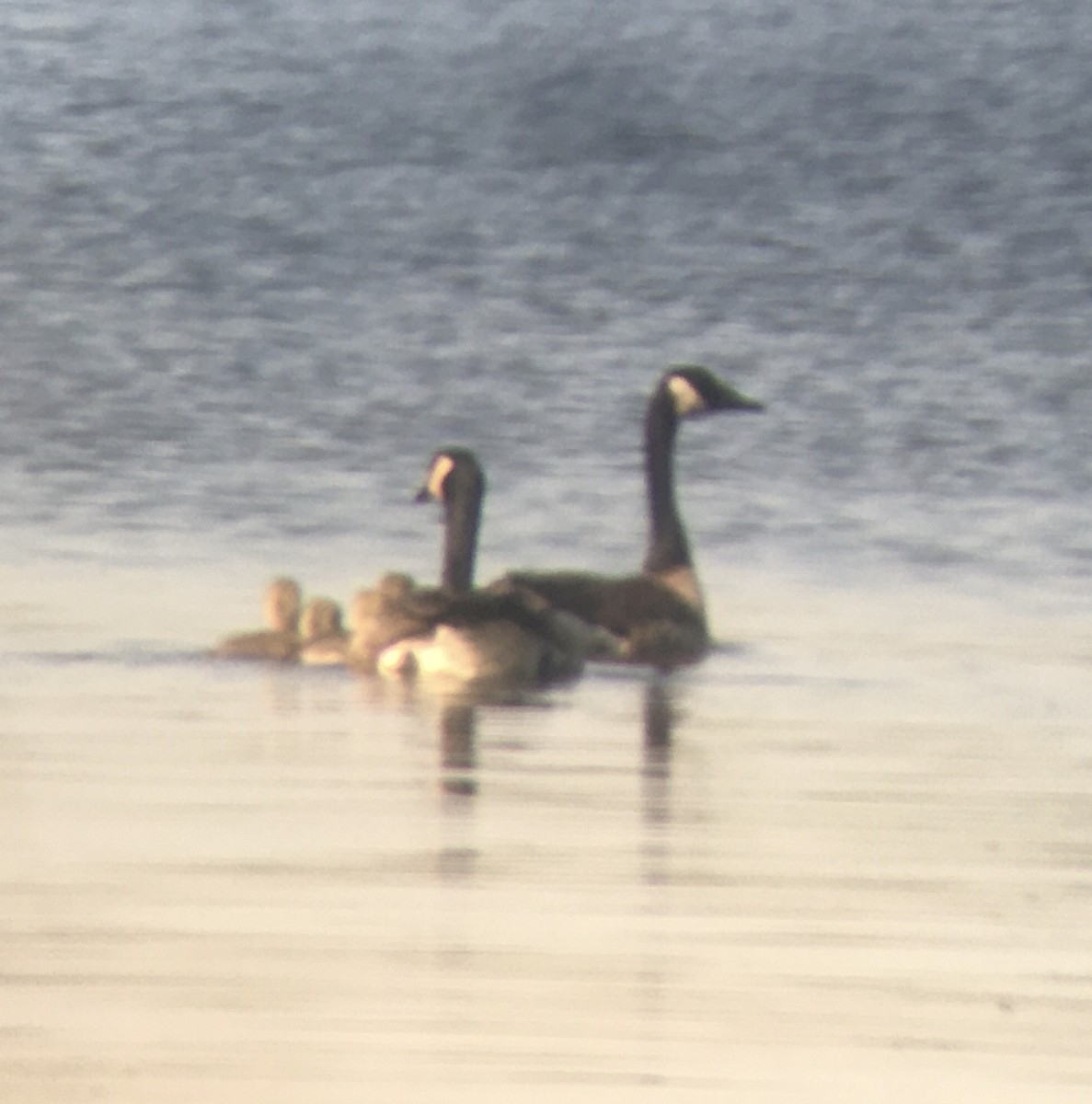 Canada Goose - Dan Cowell