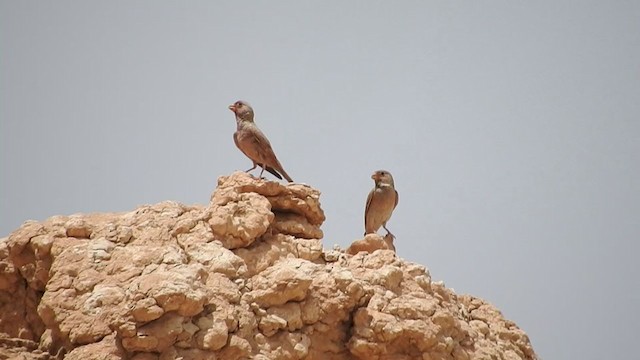 Trumpeter Finch - ML232278761