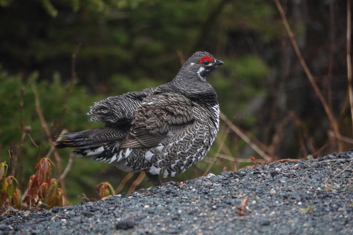 Spruce Grouse - ML232278821