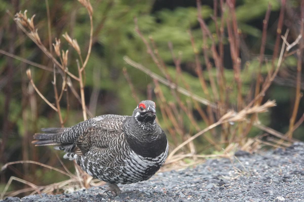 Spruce Grouse - ML232279131
