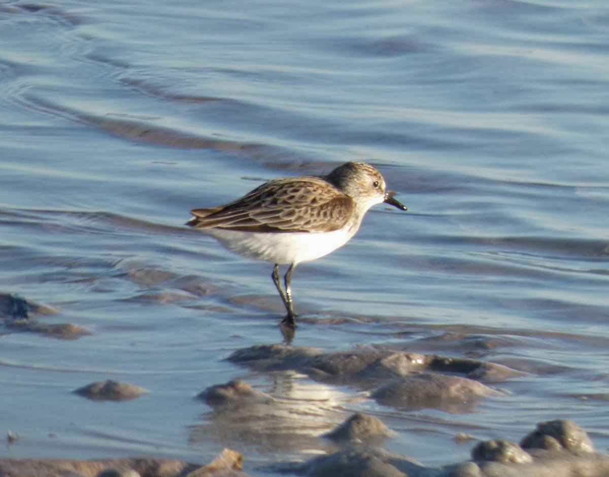 Semipalmated Sandpiper - Peter Plage