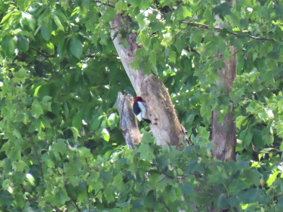Red-headed Woodpecker - ML232279841