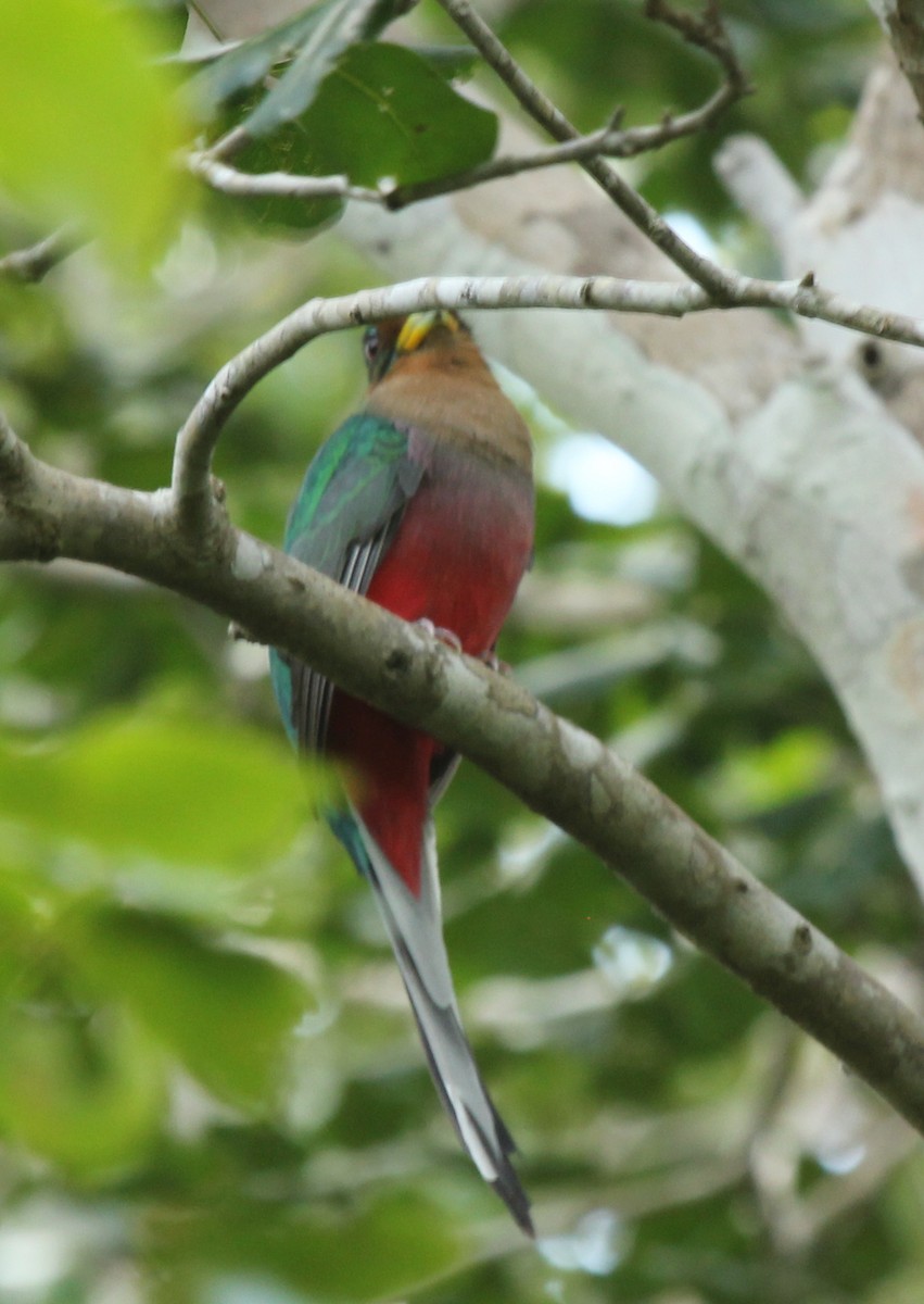 Narina Trogon - simon walkley