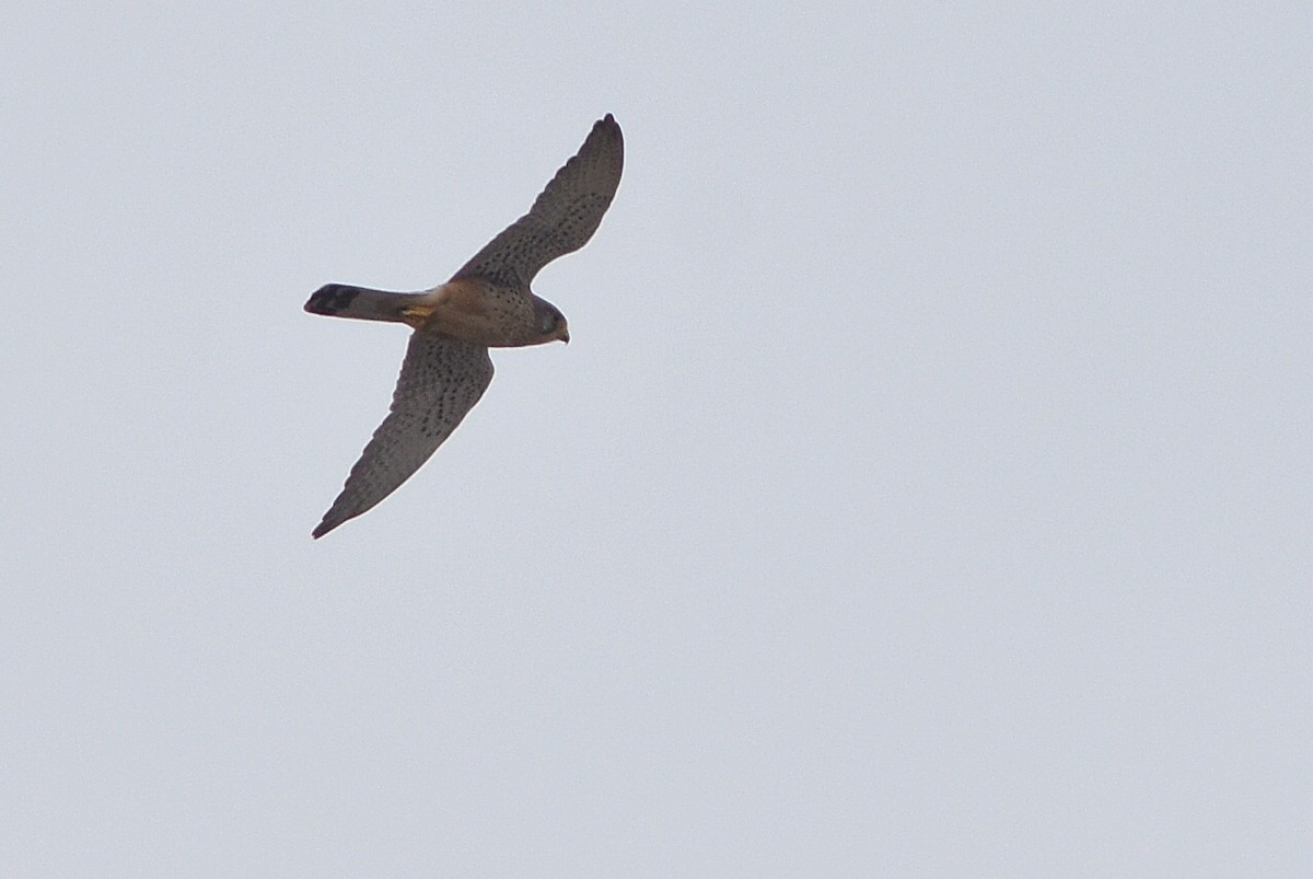 Eurasian Kestrel - Lorenzo Cocco