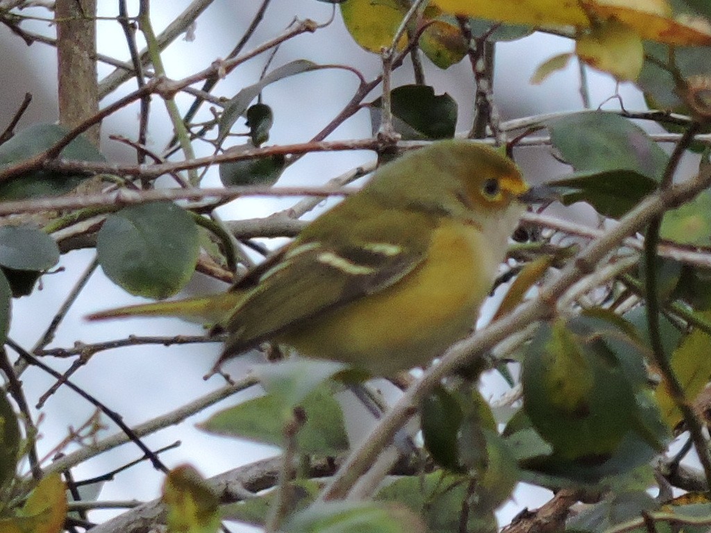 White-eyed Vireo - Tania Homayoun