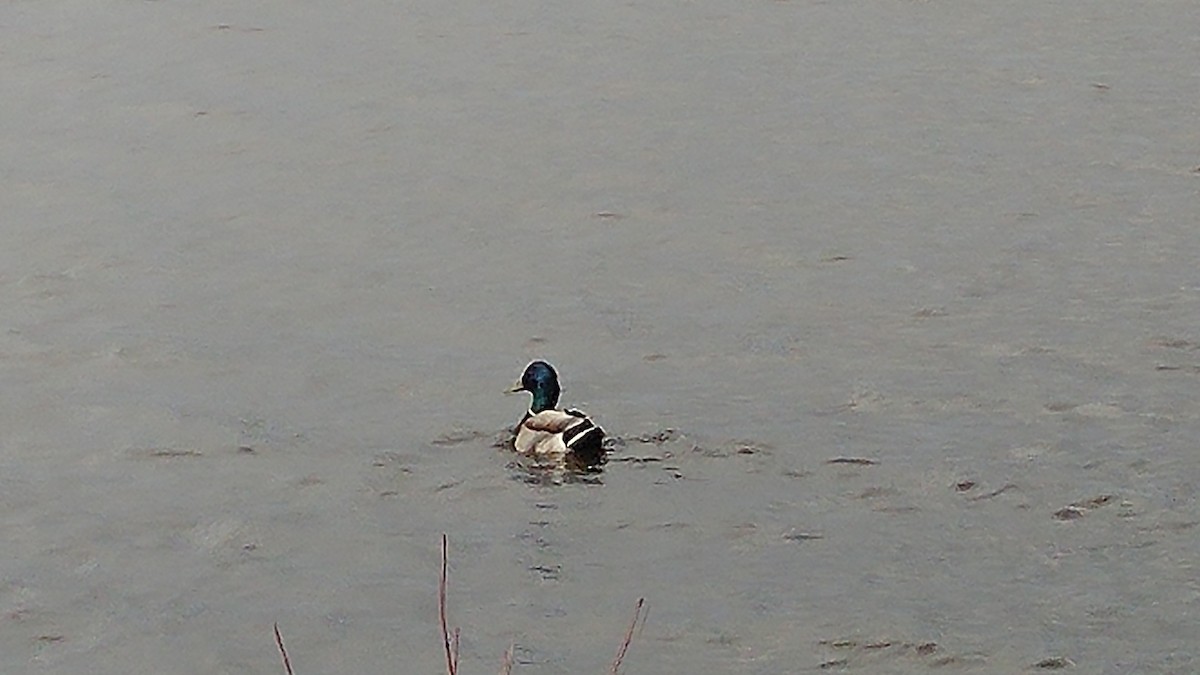 Mallard - ML232284021