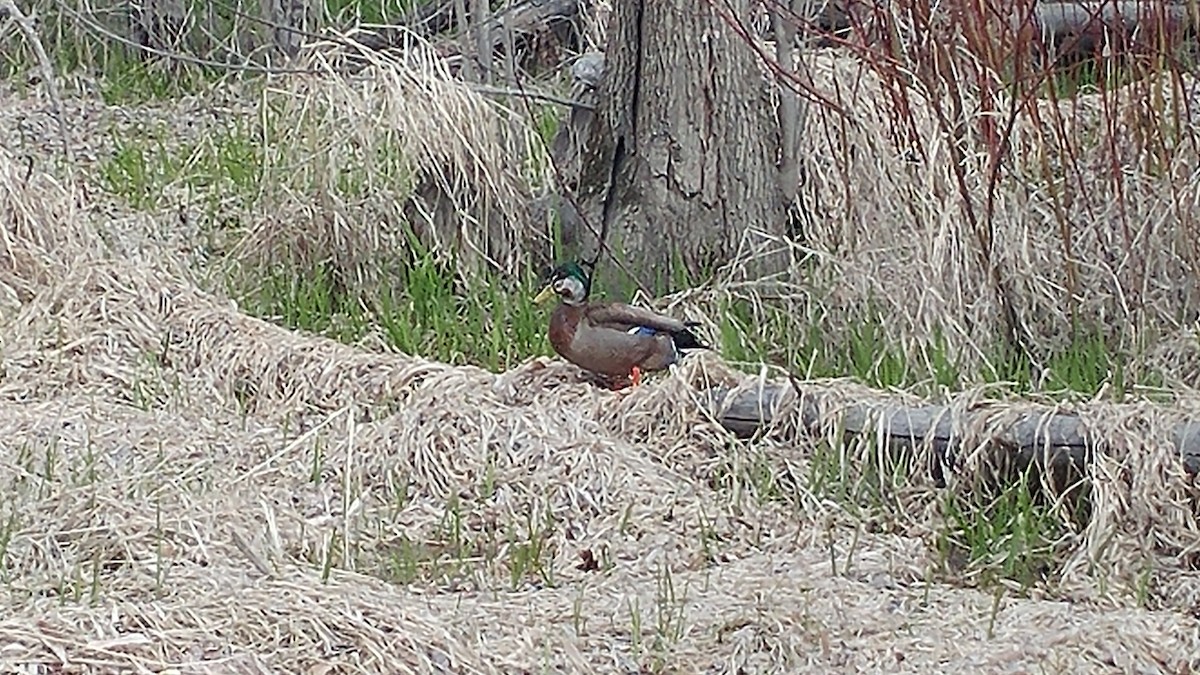 Mallard - ML232284081