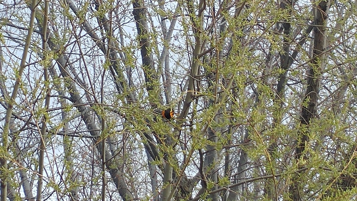 Baltimore Oriole - ML232284211