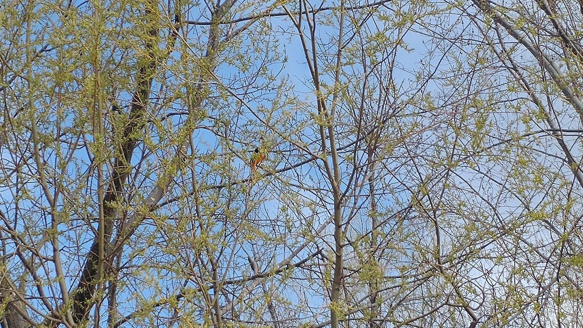 Baltimore Oriole - ML232284271