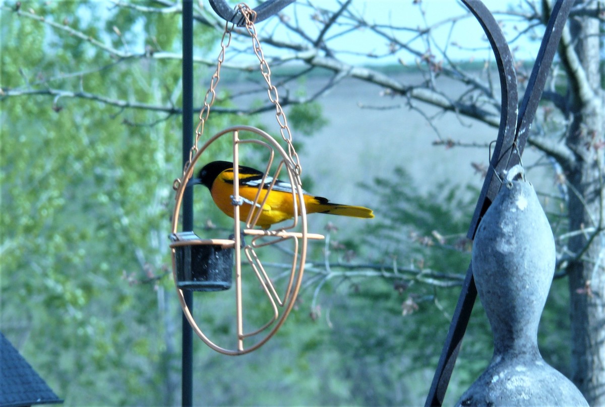 Baltimore Oriole - ML232285301