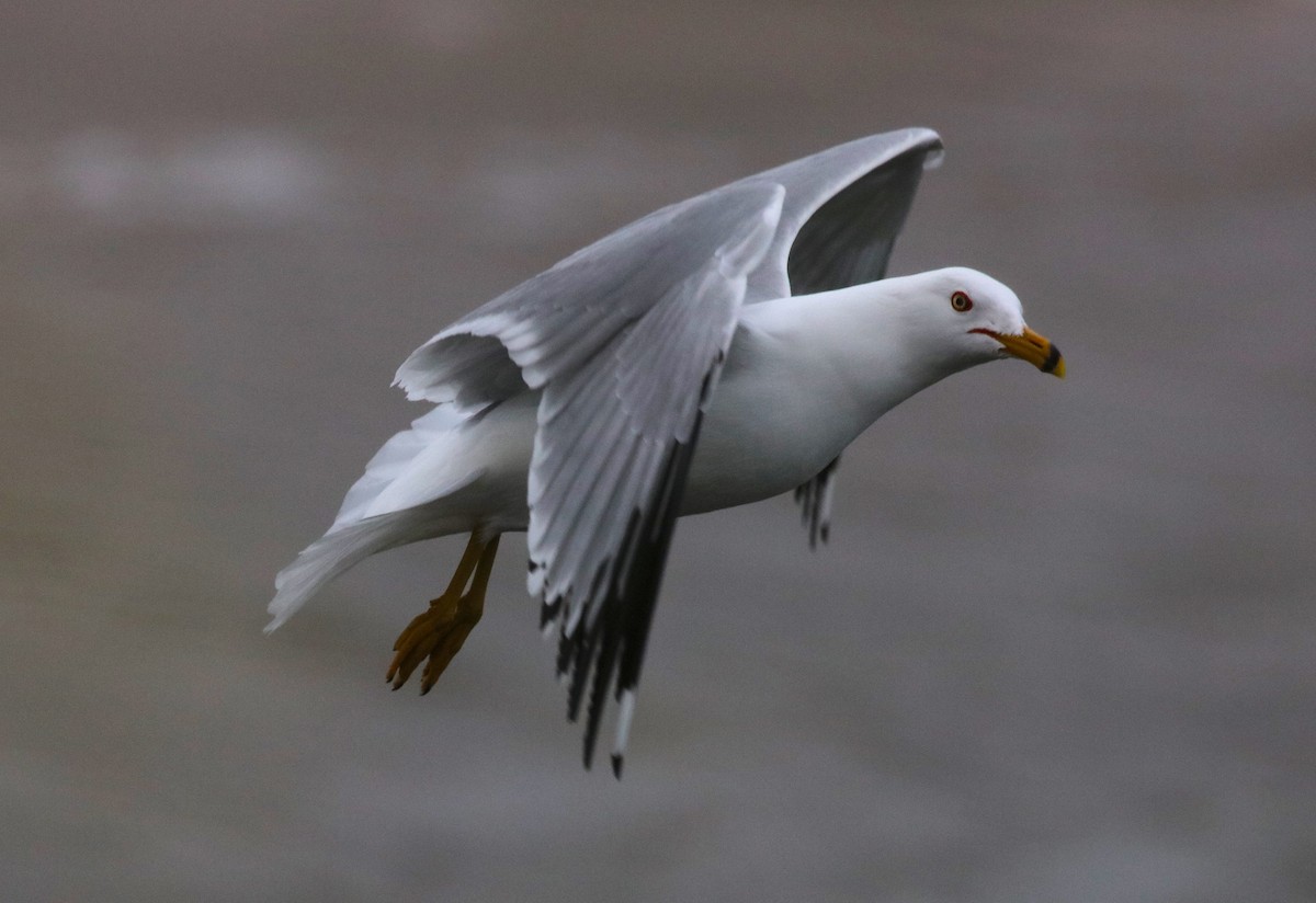 Ring-billed Gull - Scott Sneed