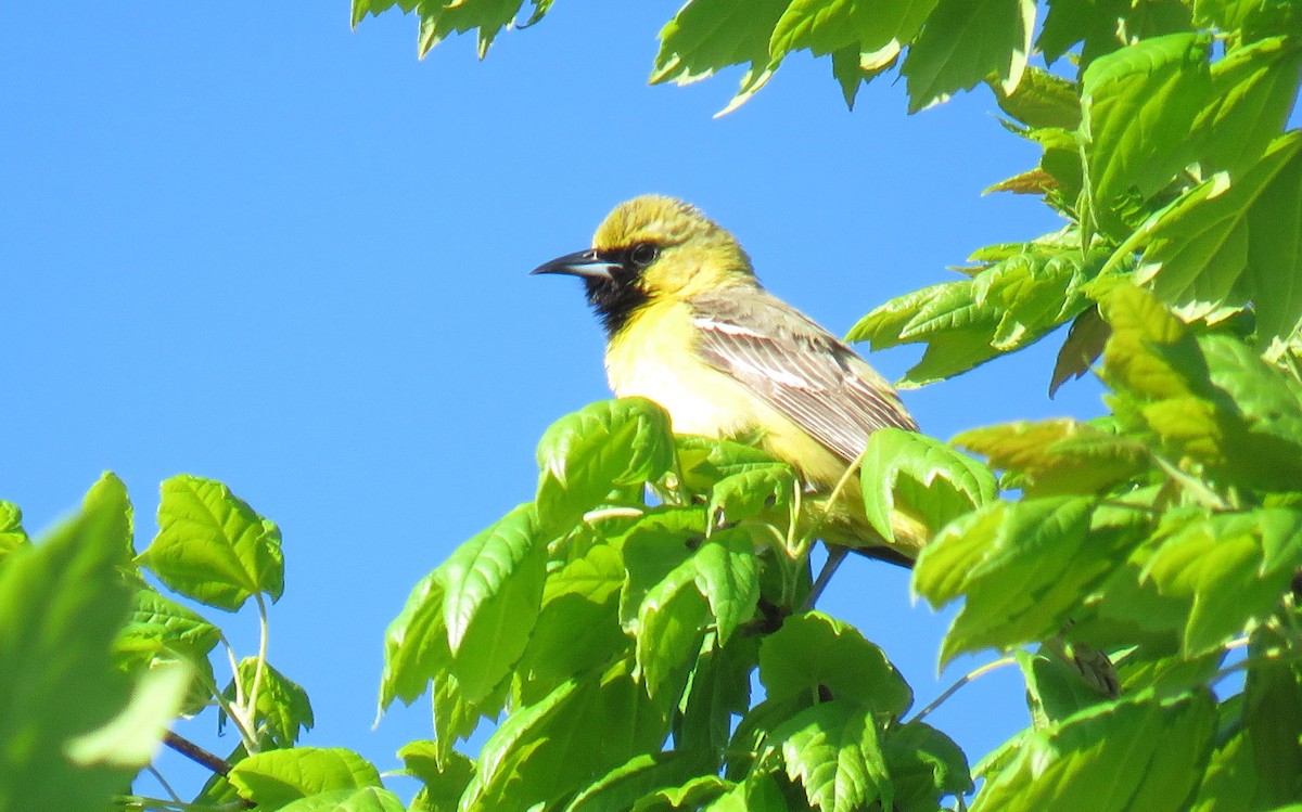 Orchard Oriole - ML232285651
