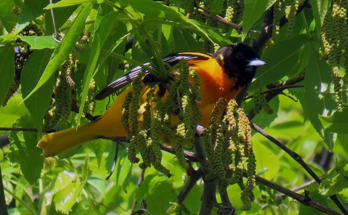 Baltimore Oriole - ML232285951