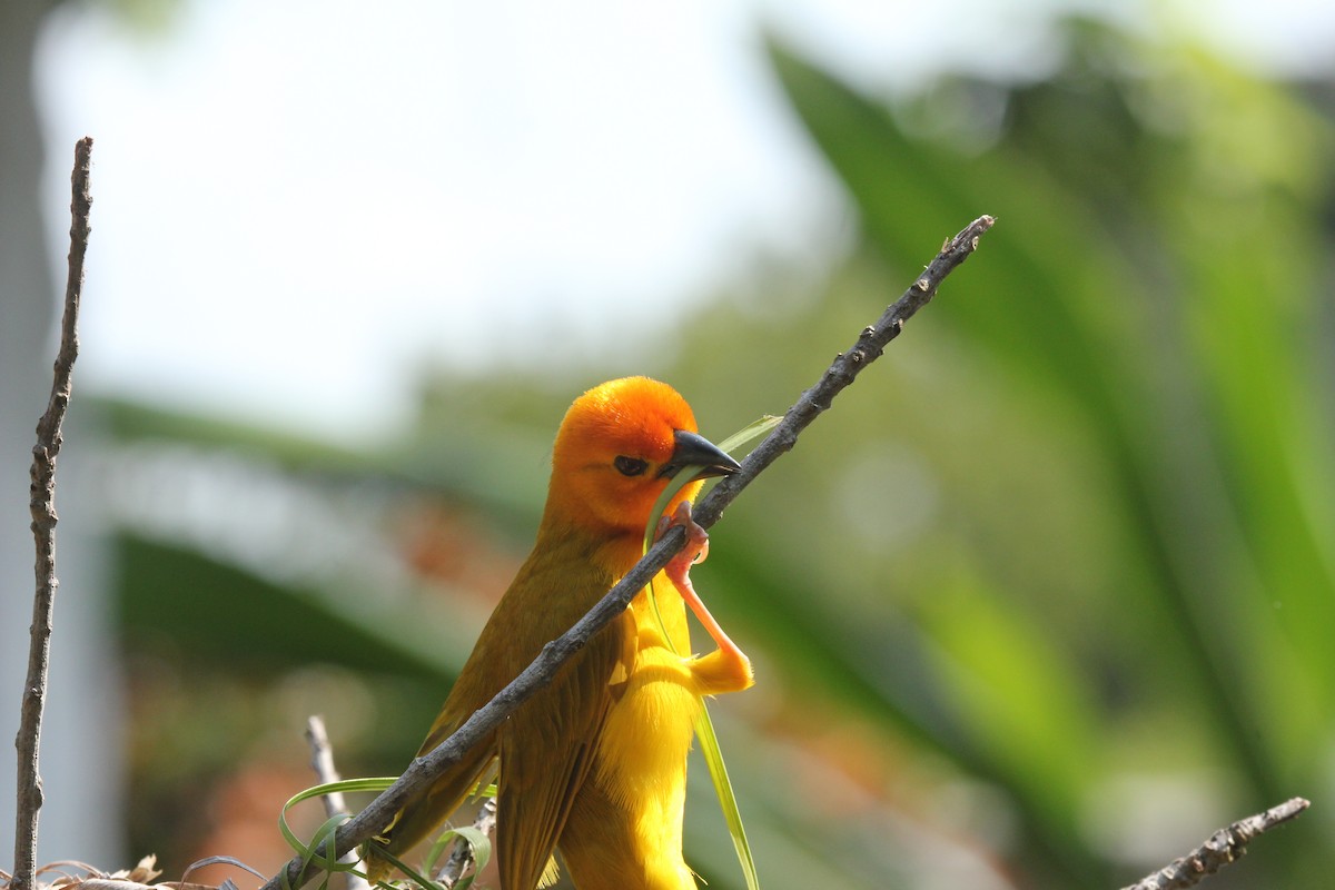 Golden Palm Weaver - simon walkley