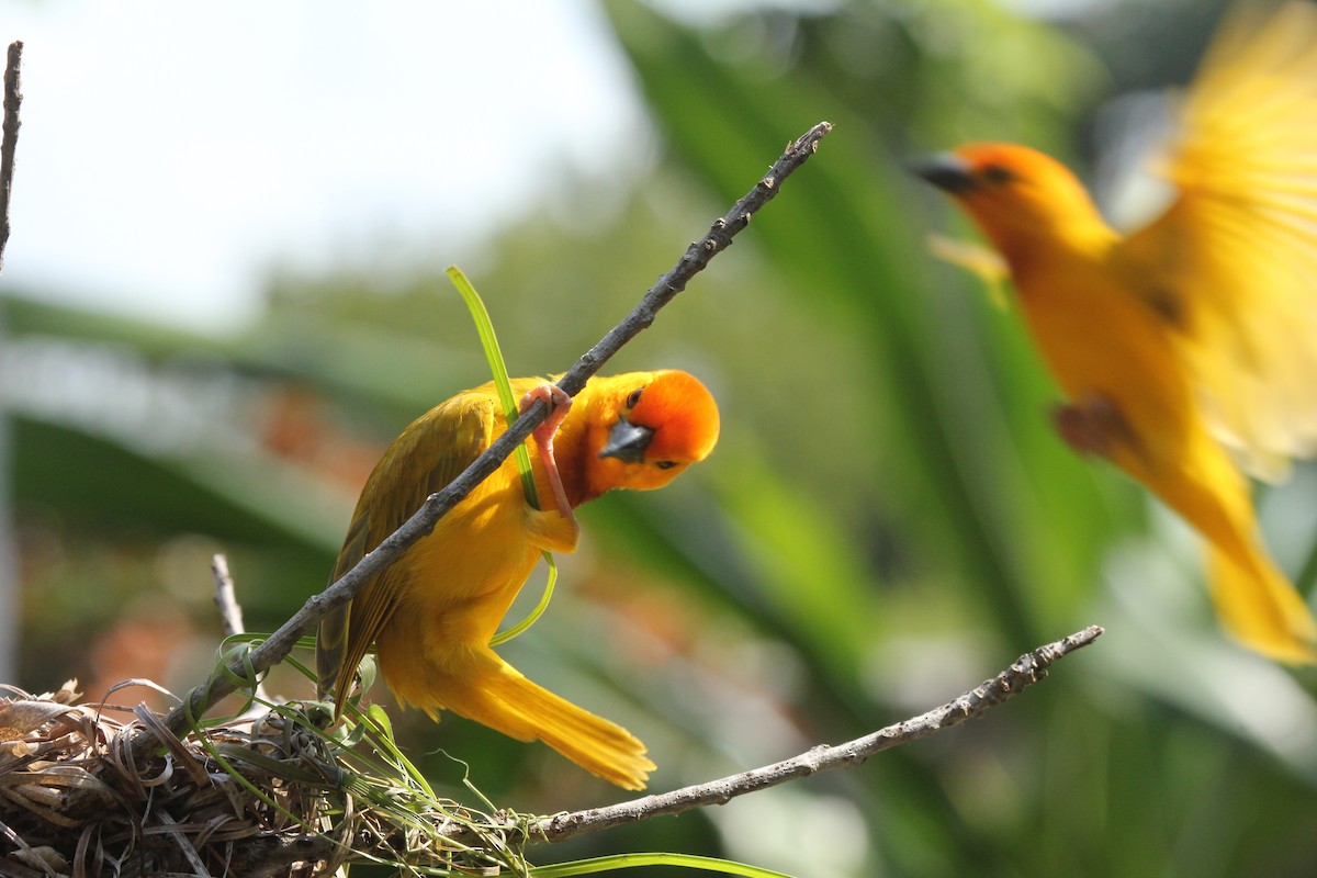 Golden Palm Weaver - simon walkley