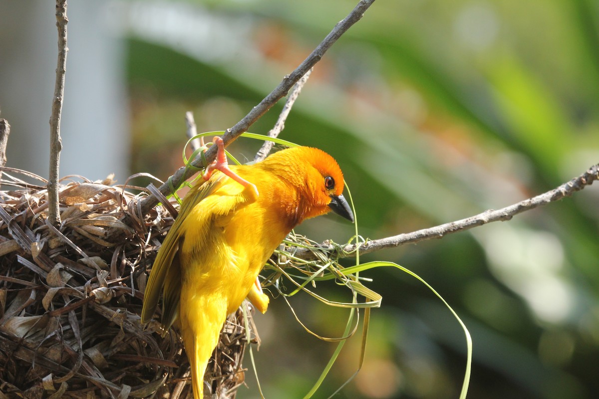 Golden Palm Weaver - ML232286881