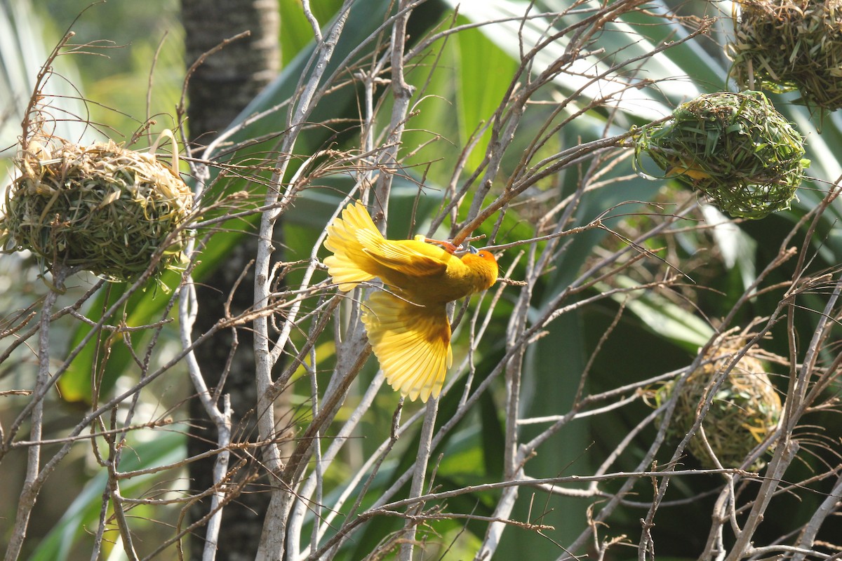 Golden Palm Weaver - ML232286891