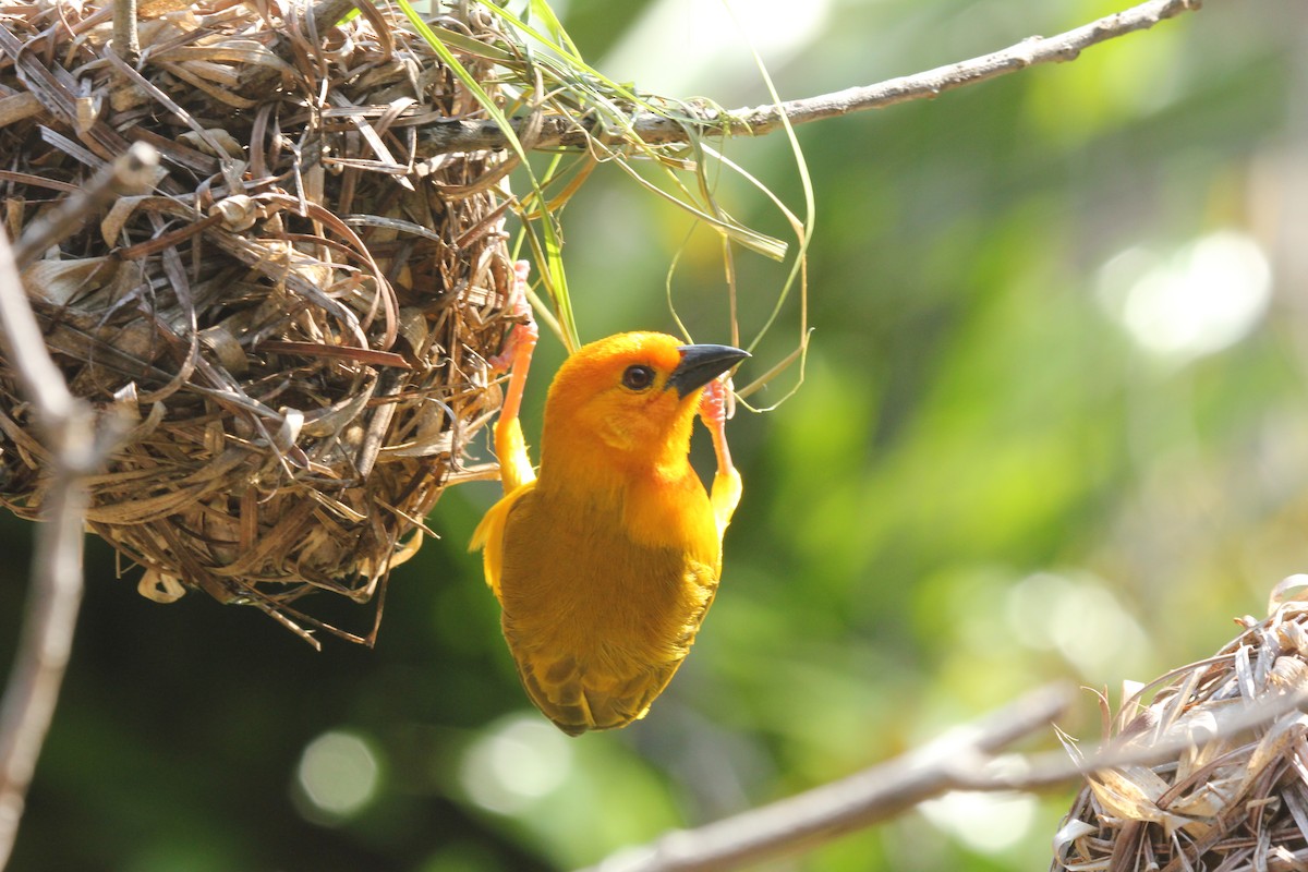 Golden Palm Weaver - ML232286901
