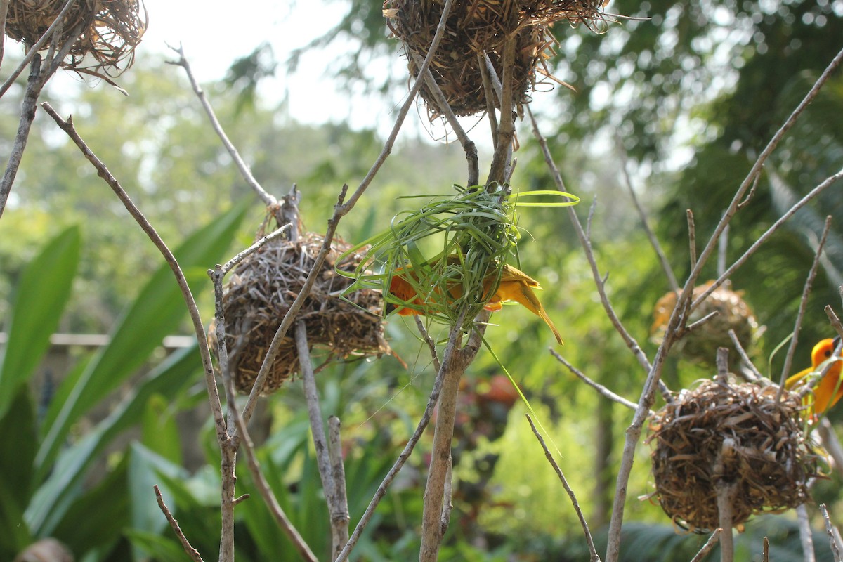 Golden Palm Weaver - ML232286911
