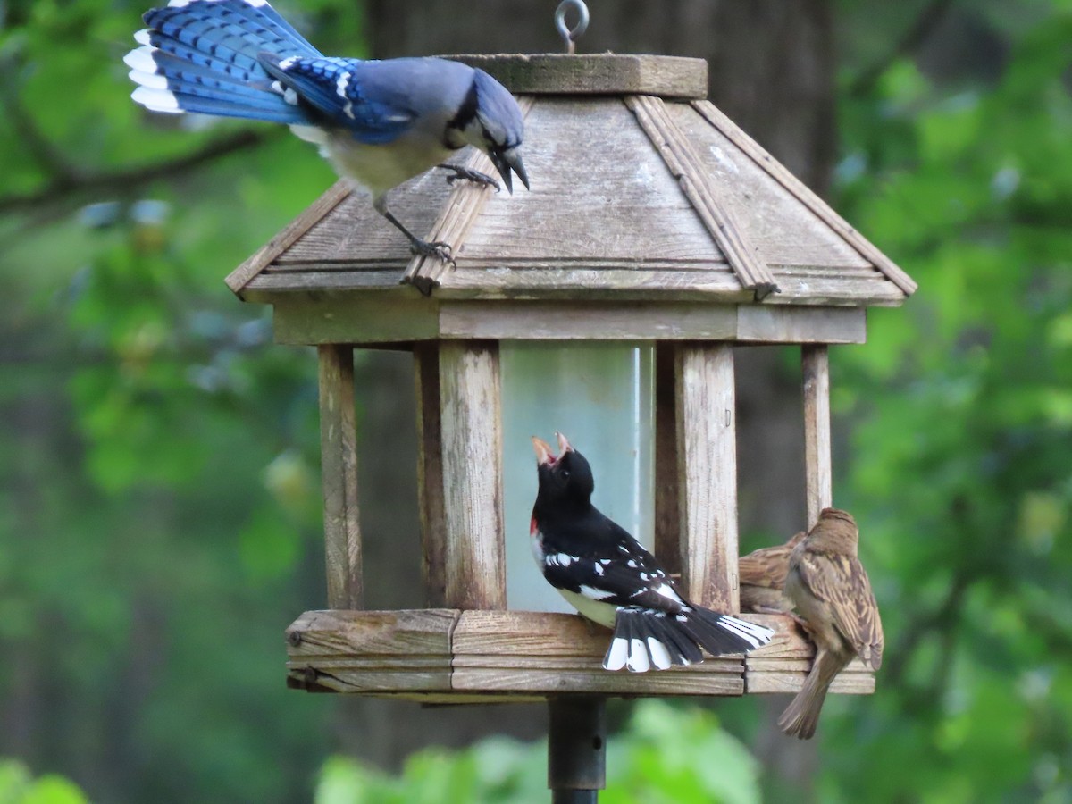 Rose-breasted Grosbeak - ML232287411