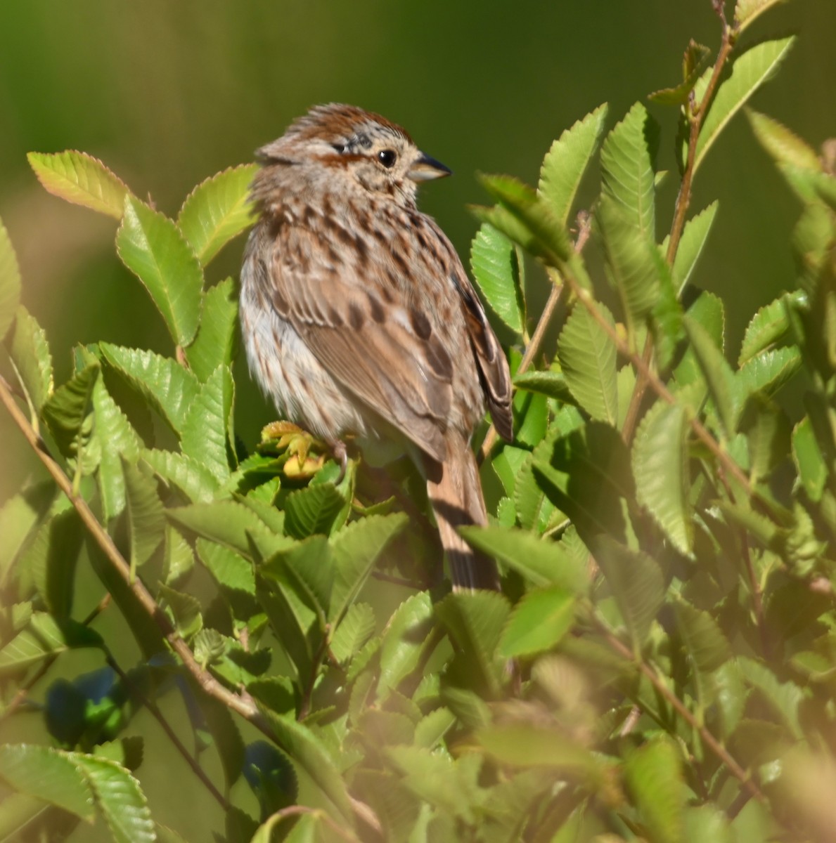 Song Sparrow - ML232290071