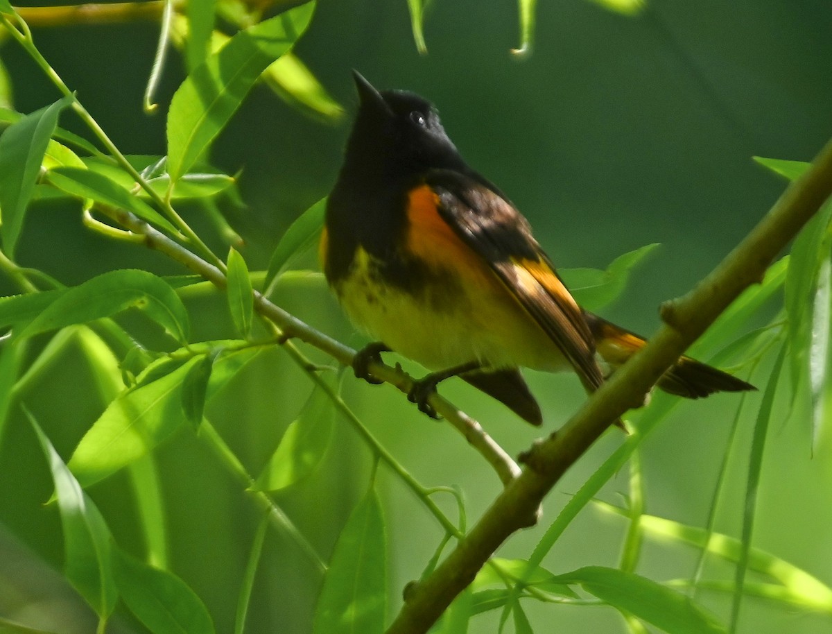 American Redstart - ML232290101