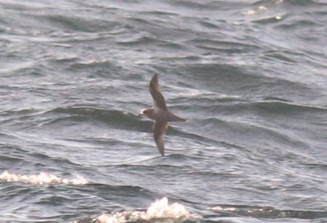 Kerguelen Petrel - ML232290541