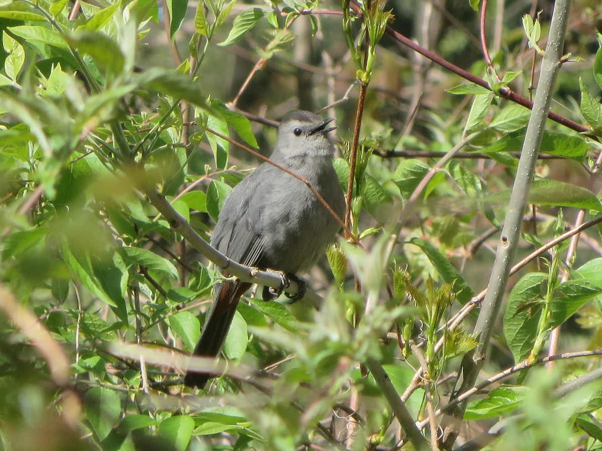 Pájaro Gato Gris - ML232290851