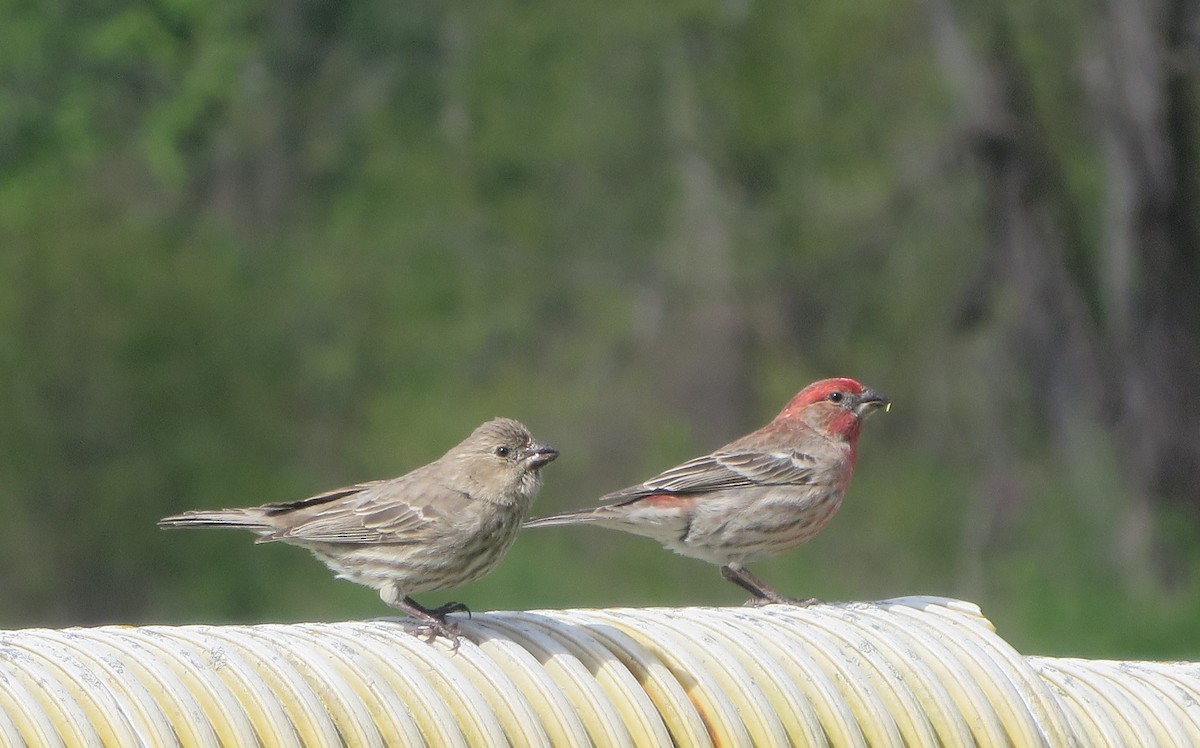 House Finch - ML232291041