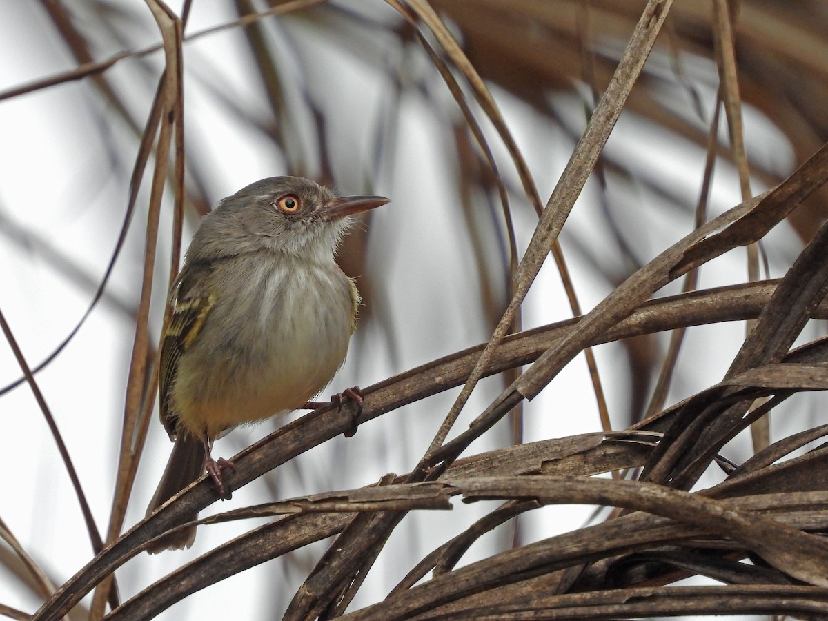 Pearly-vented Tody-Tyrant - ML232292001