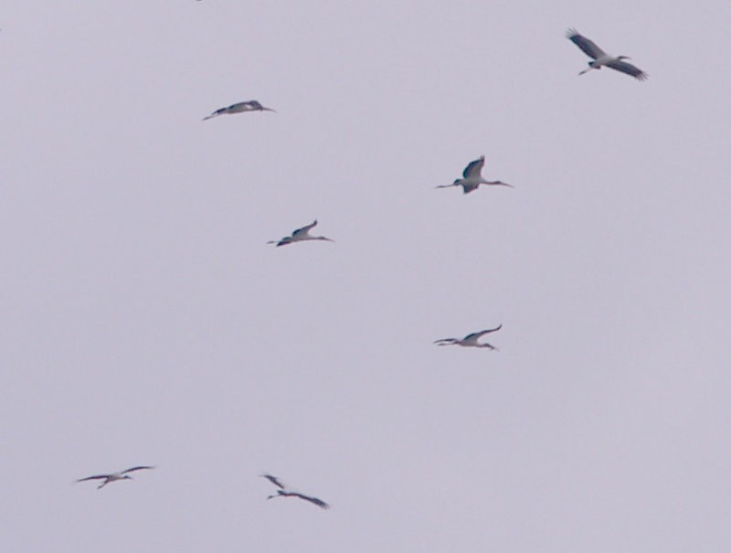 Wood Stork - ML23229201