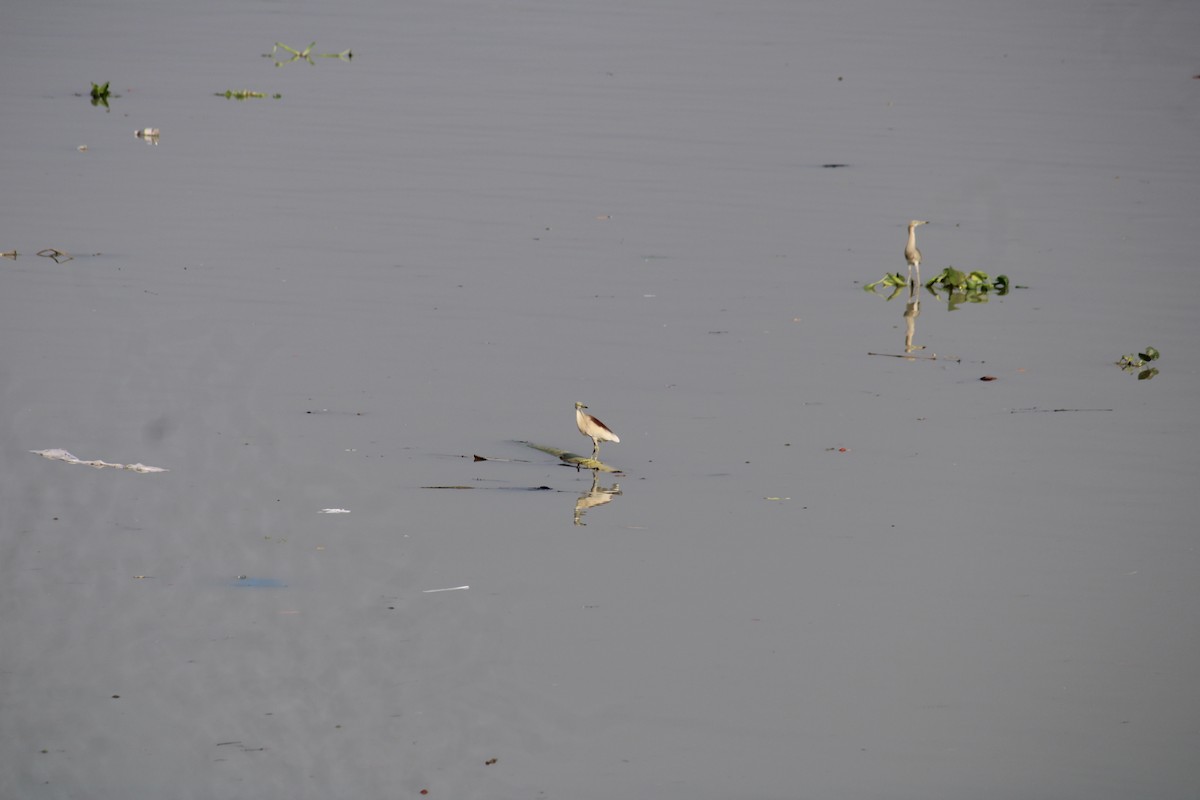 Indian Pond-Heron - ML232292241