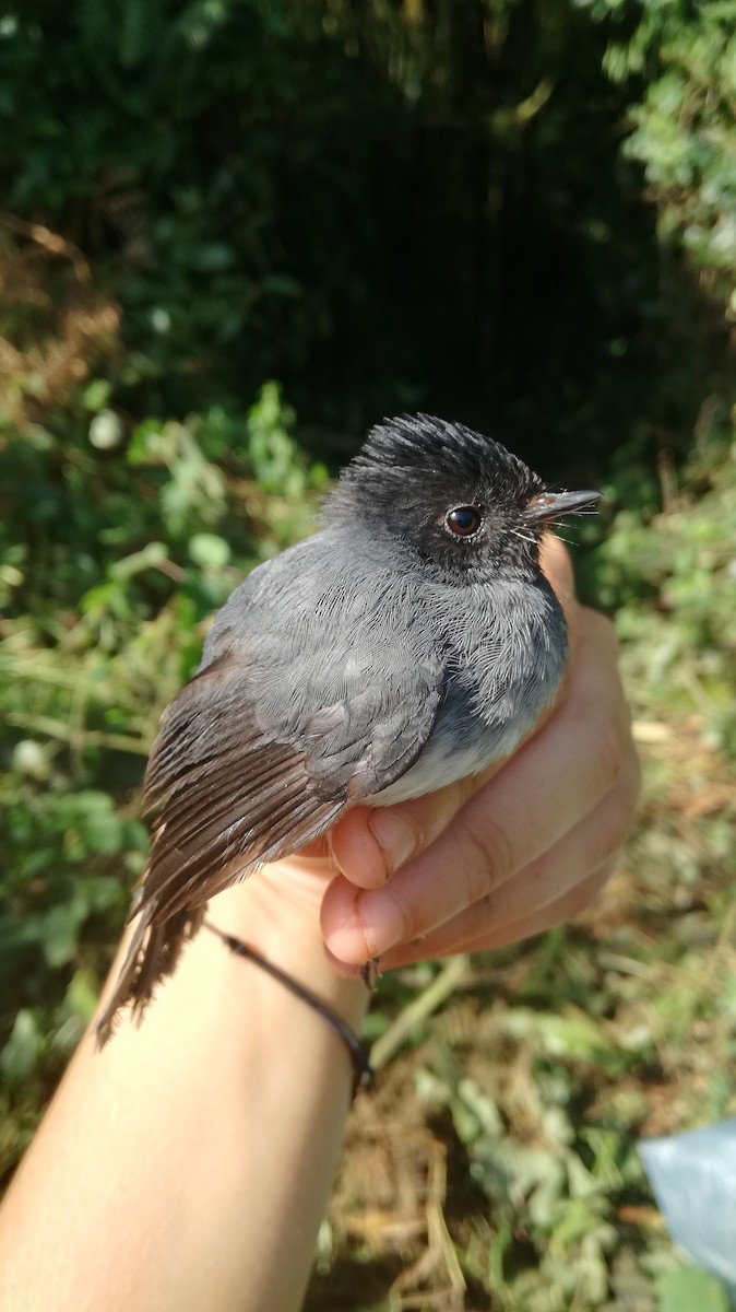 White-bellied Crested Flycatcher - ML232293301