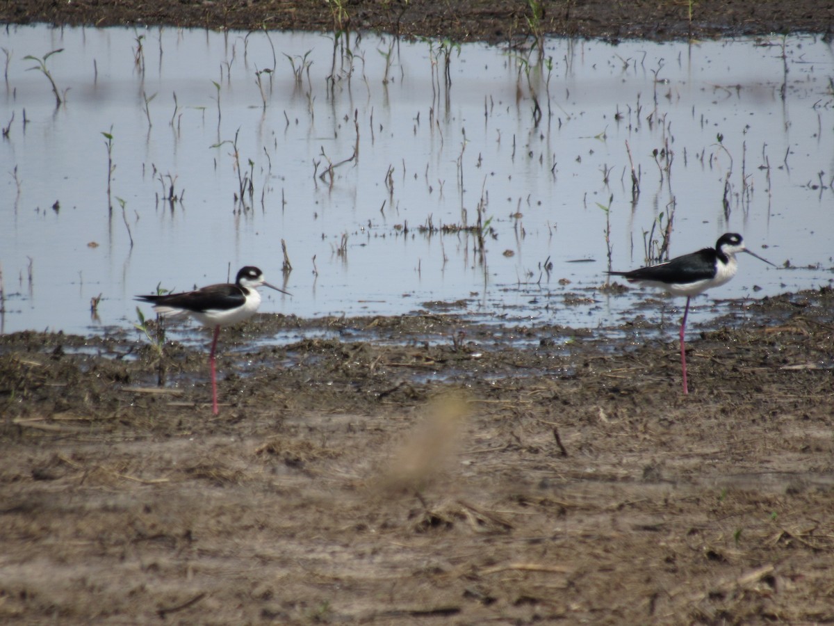 Black-necked Stilt - ML232293551