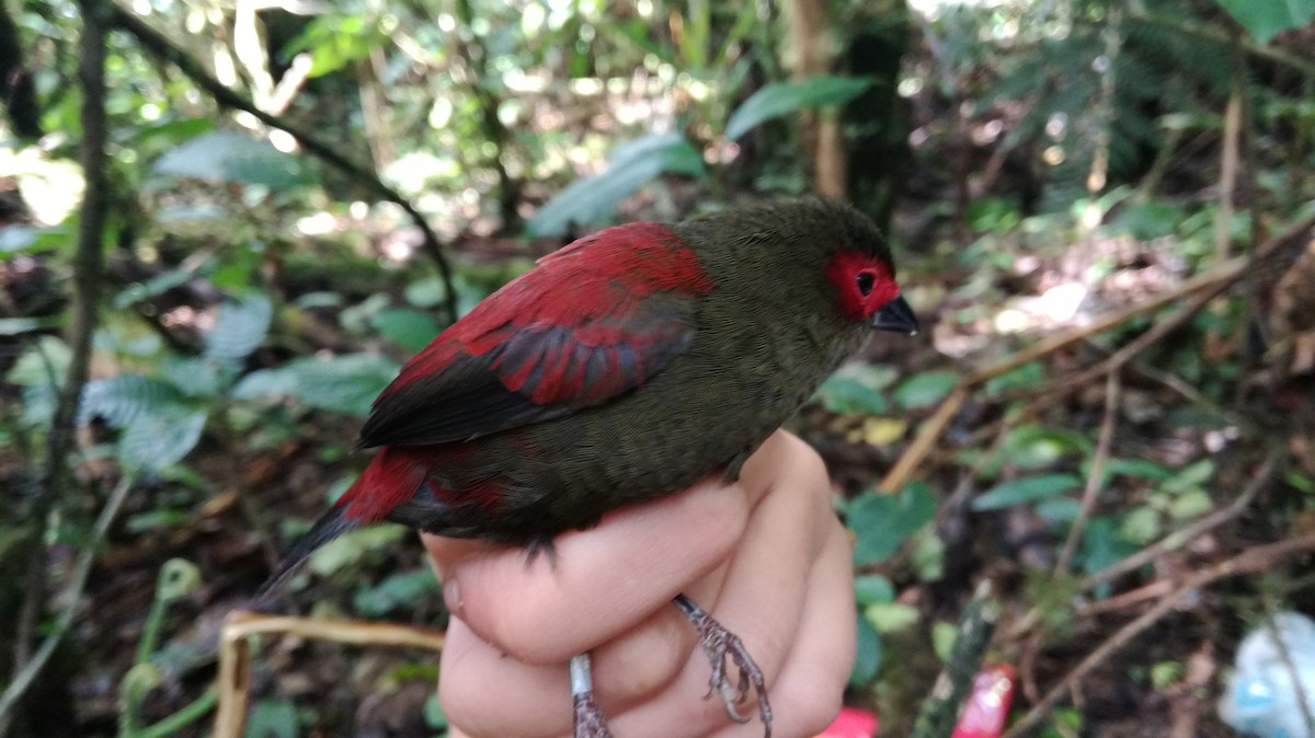Red-faced Crimsonwing - ML232293701