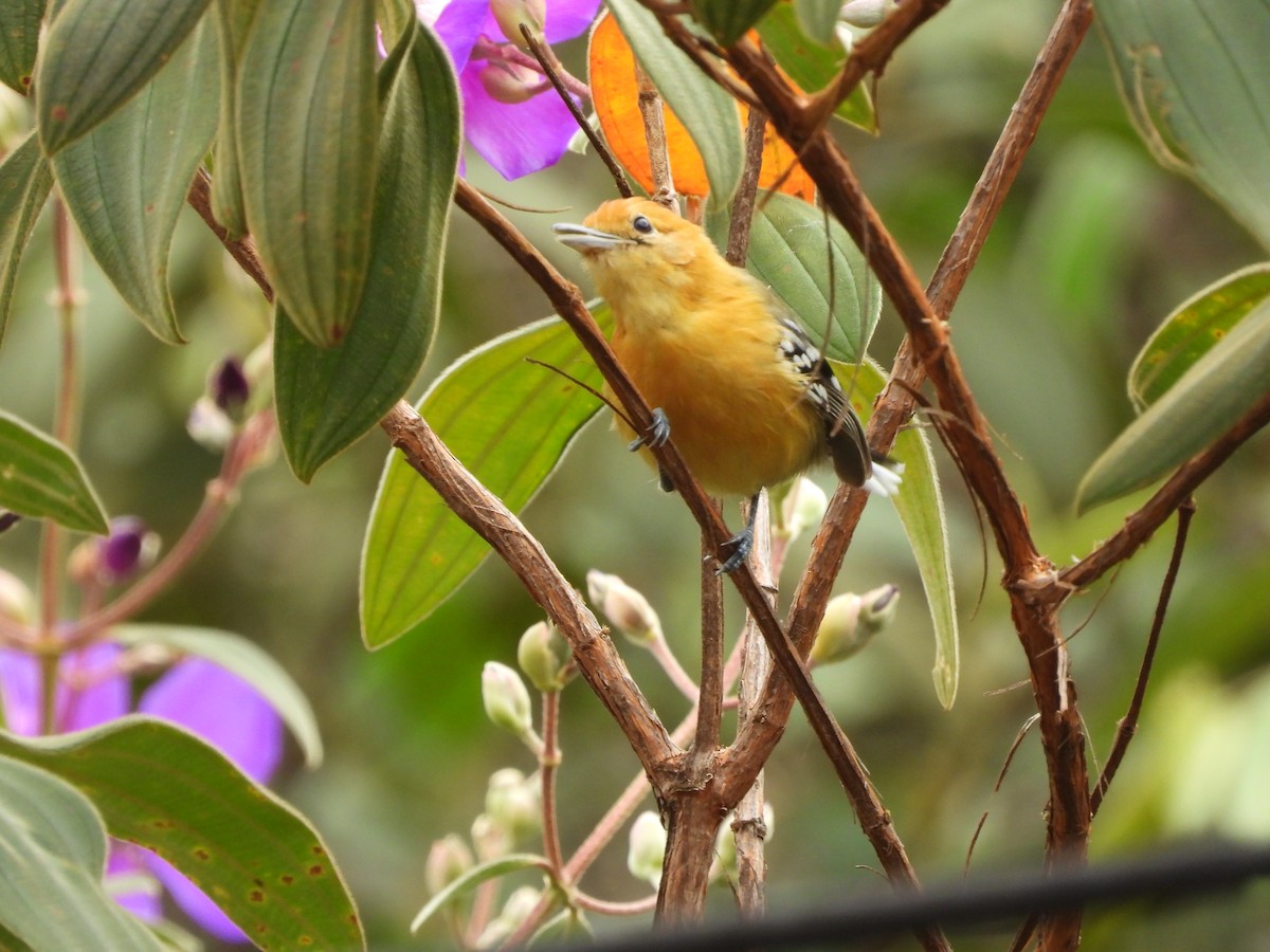 Large-billed Antwren - Edvaldo Júnior