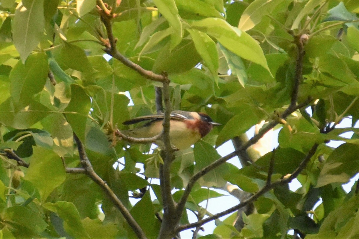 Bay-breasted Warbler - ML232294481