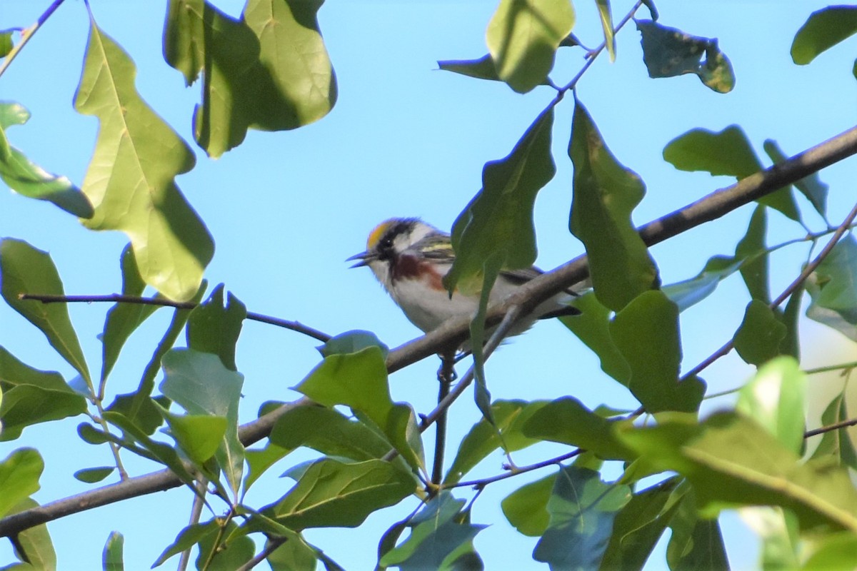 Chestnut-sided Warbler - ML232294641