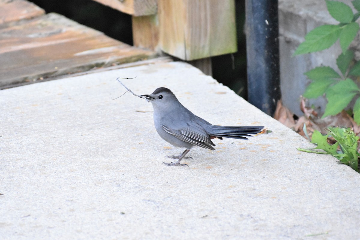 Gray Catbird - ML232295291