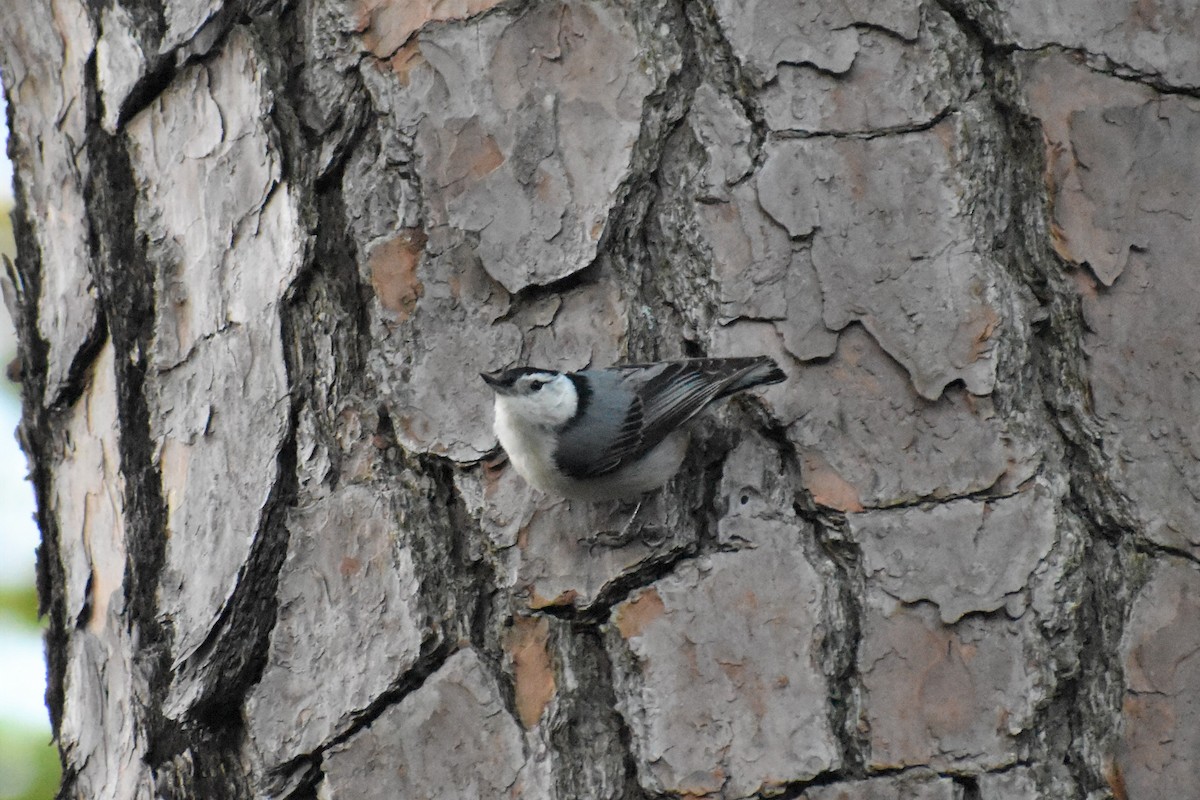 White-breasted Nuthatch - ML232295361