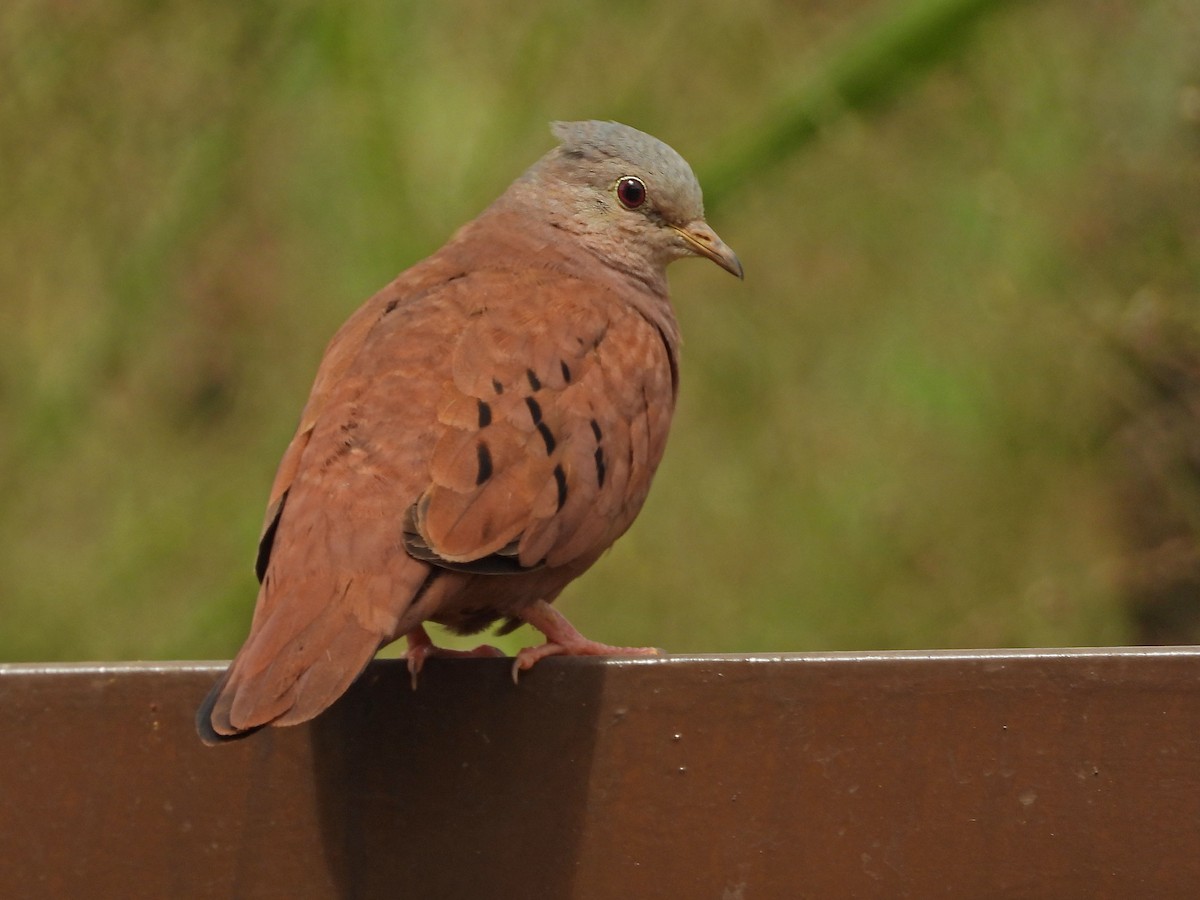 Ruddy Ground Dove - Edvaldo Júnior