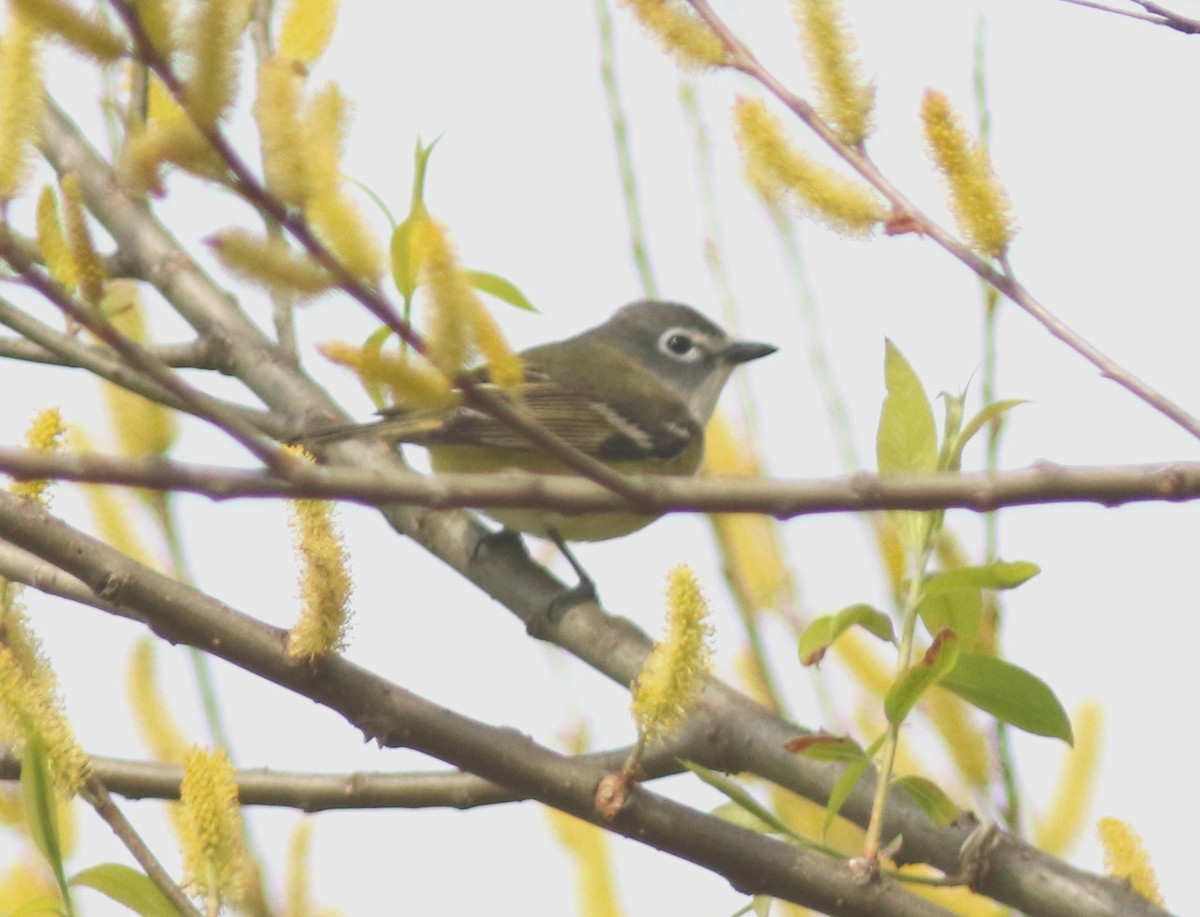 Blue-headed Vireo - ML232296381