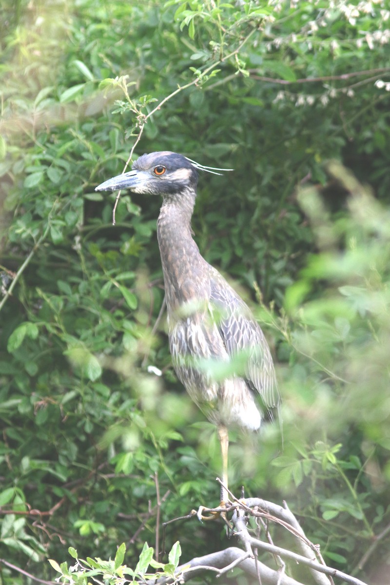 Yellow-crowned Night Heron - ML232296471