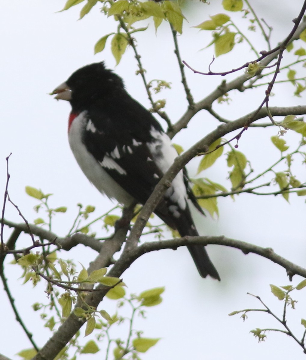 Rose-breasted Grosbeak - ML232296871
