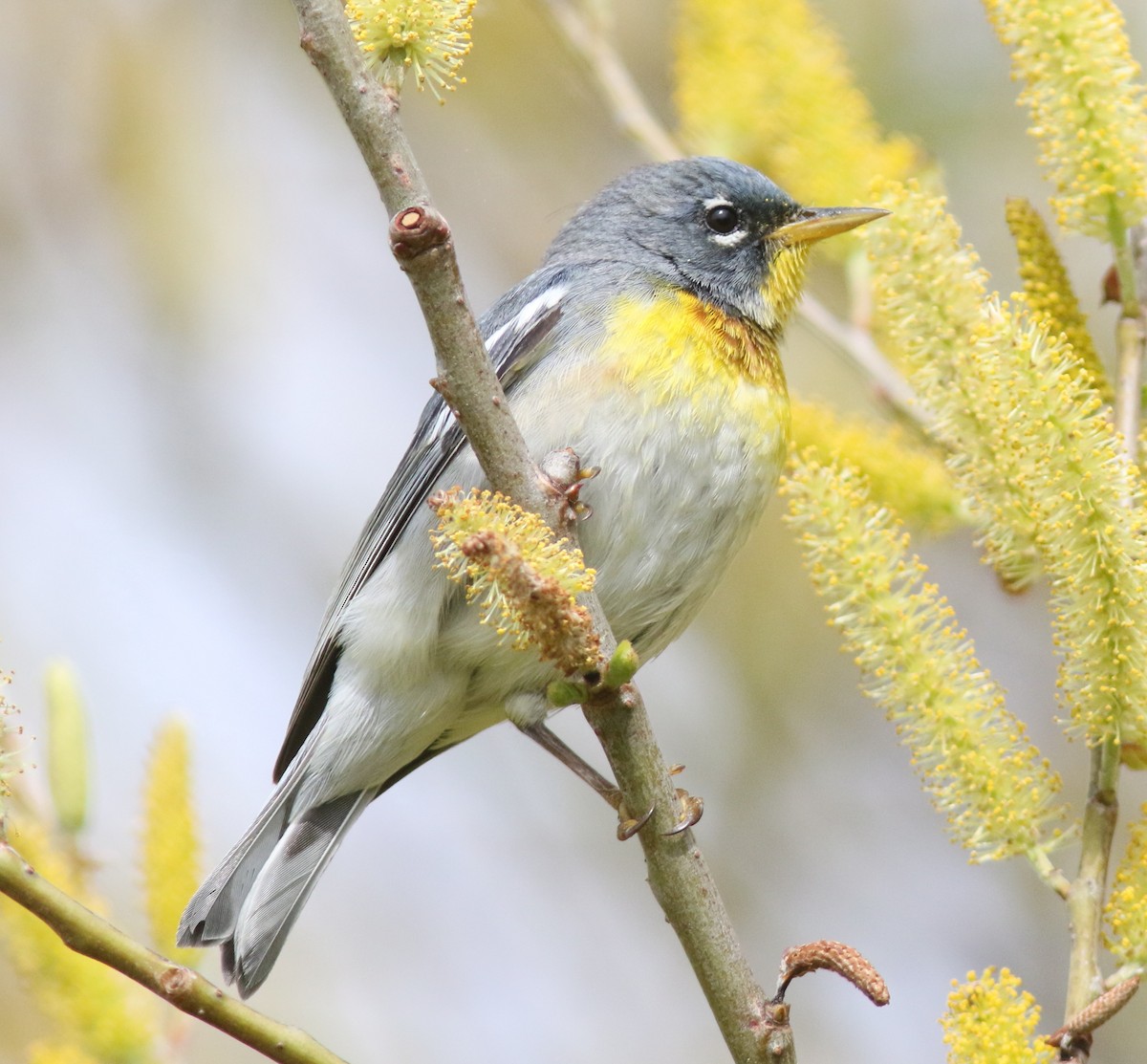 Northern Parula - ML232296951