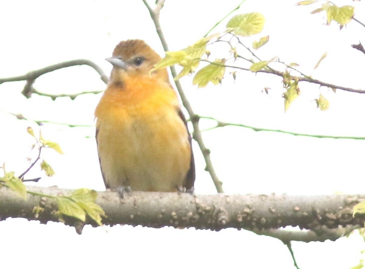 Baltimore Oriole - ML232298021