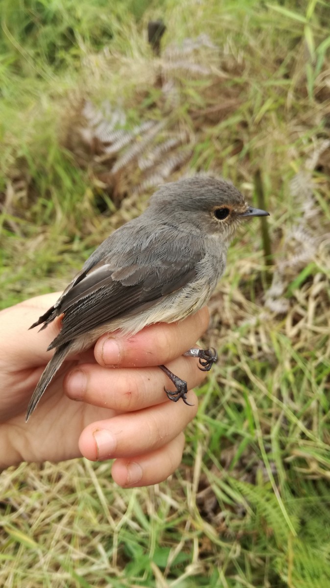 African Dusky Flycatcher - ML232298791