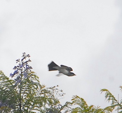 Eastern Kingbird - Jaime Chaves